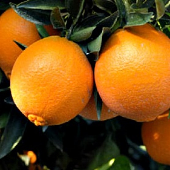 navel orange 2